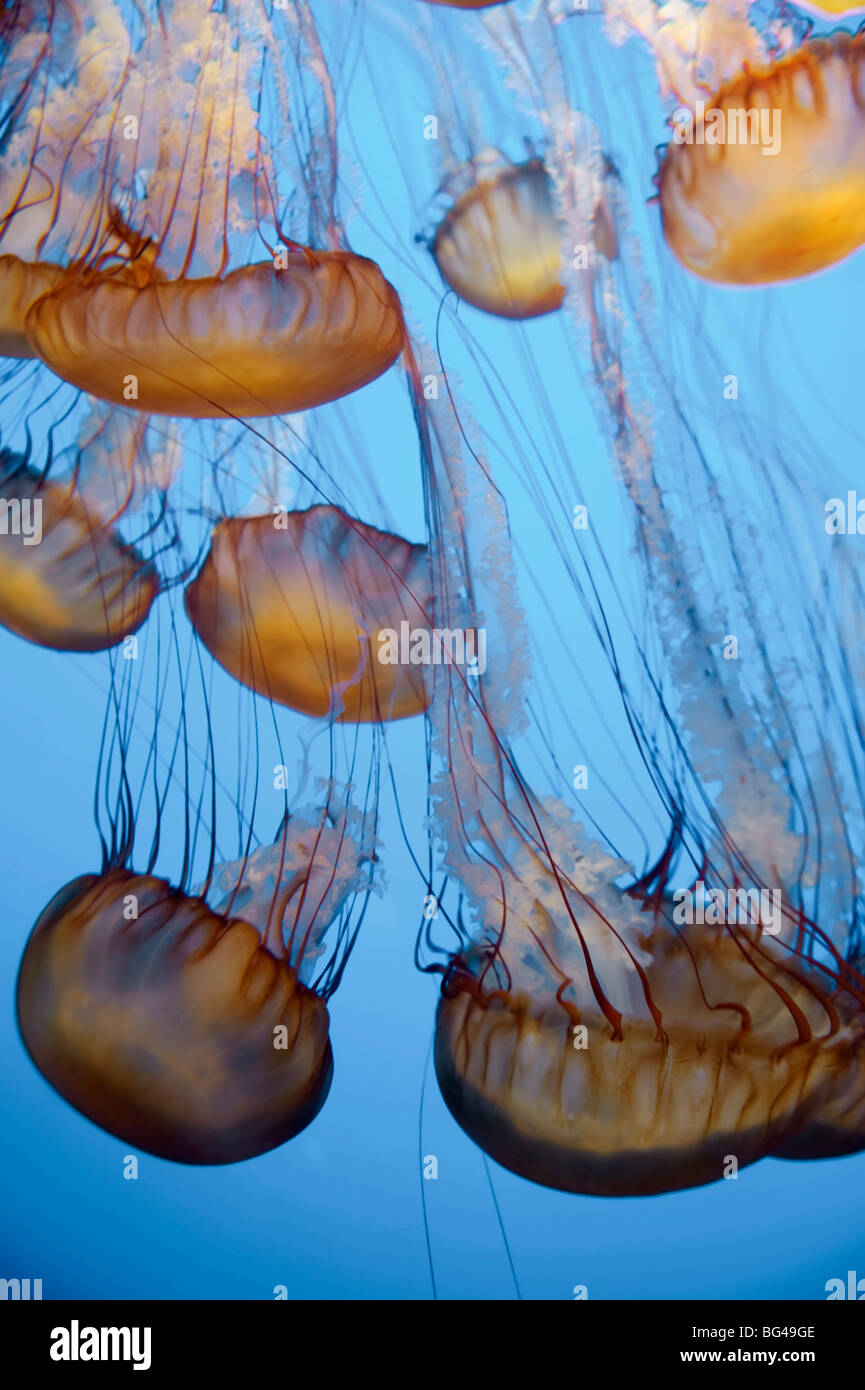 USA, California, Monterey Bay Acquarium, Pacific Sea Nettle Jellyfish (Chrysaora quinquecirrha) Stock Photo