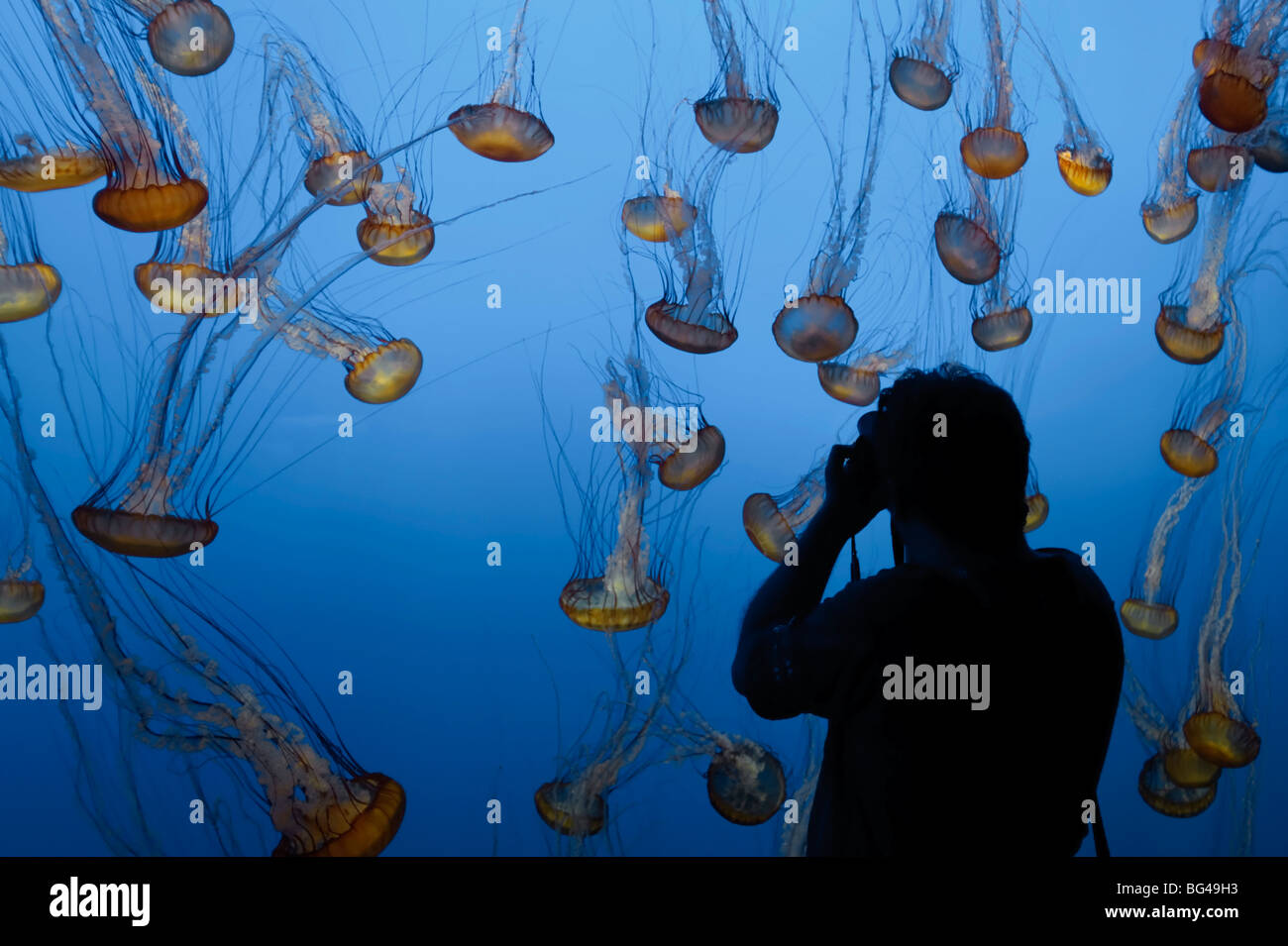 USA, California, Monterey Bay Acquarium, Pacific Sea Nettle Jellyfish (Chrysaora quinquecirrha) Stock Photo
