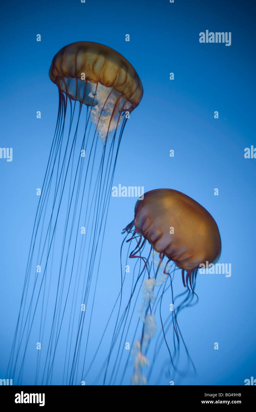 USA, California, Monterey Bay Acquarium, Pacific Sea Nettle Jellyfish (Chrysaora quinquecirrha) Stock Photo