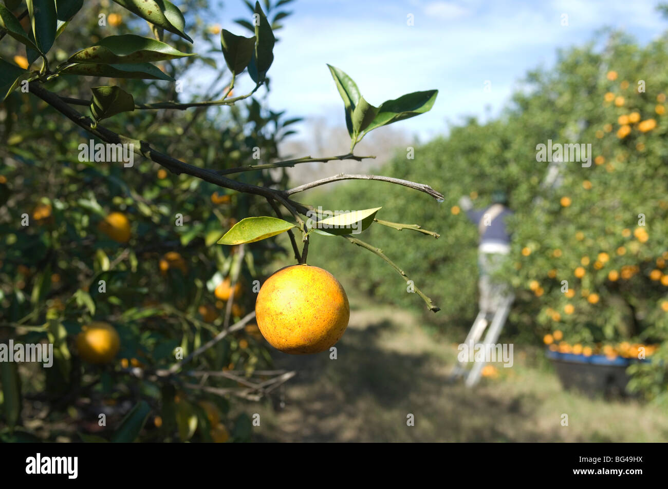 Florida oranges hires stock photography and images Alamy