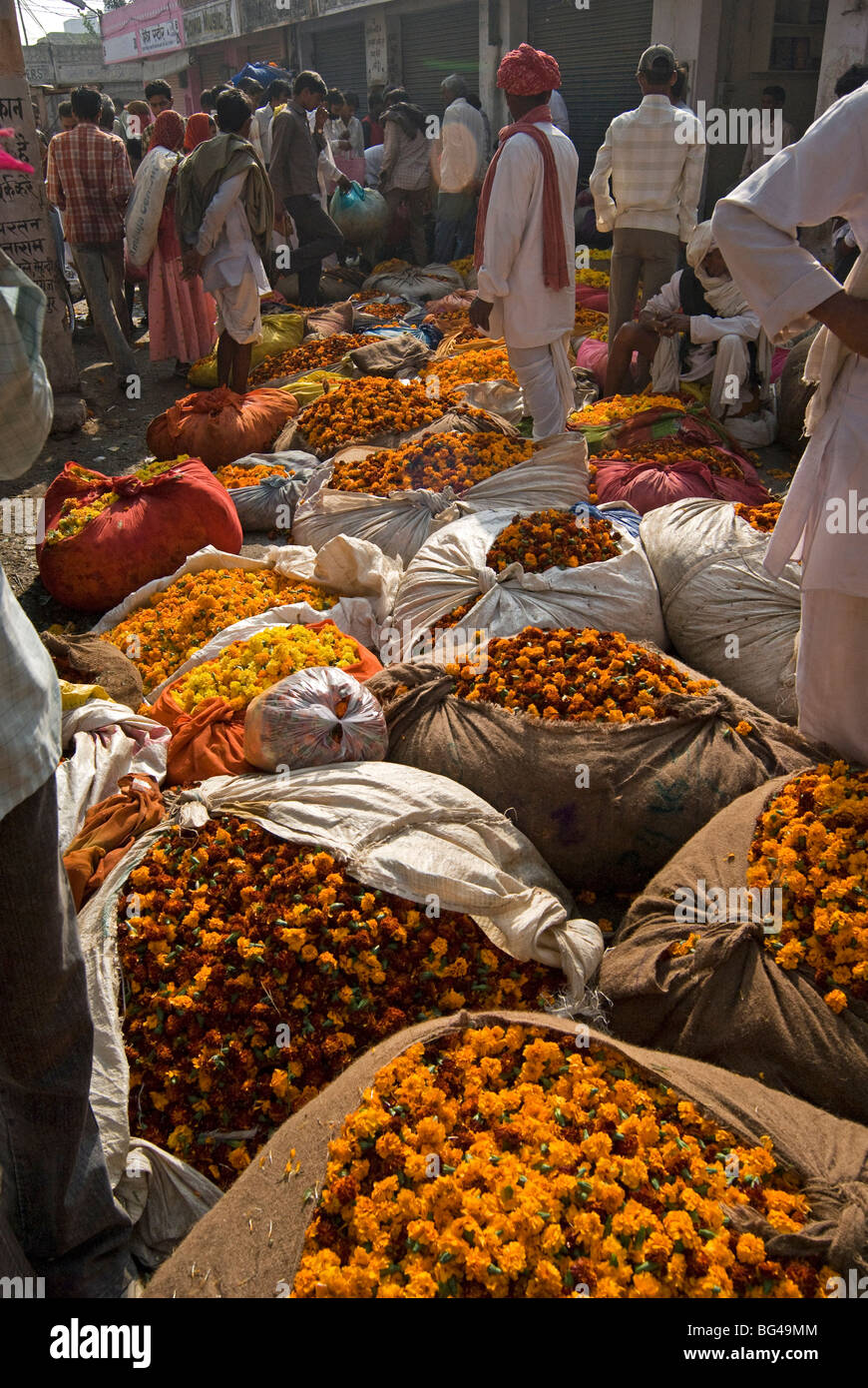 Marigolds tied up in cloth and sacking ready for sale, flower market, Bari Chaupar, Jaipur, Rajasthan, India, Asia Stock Photo