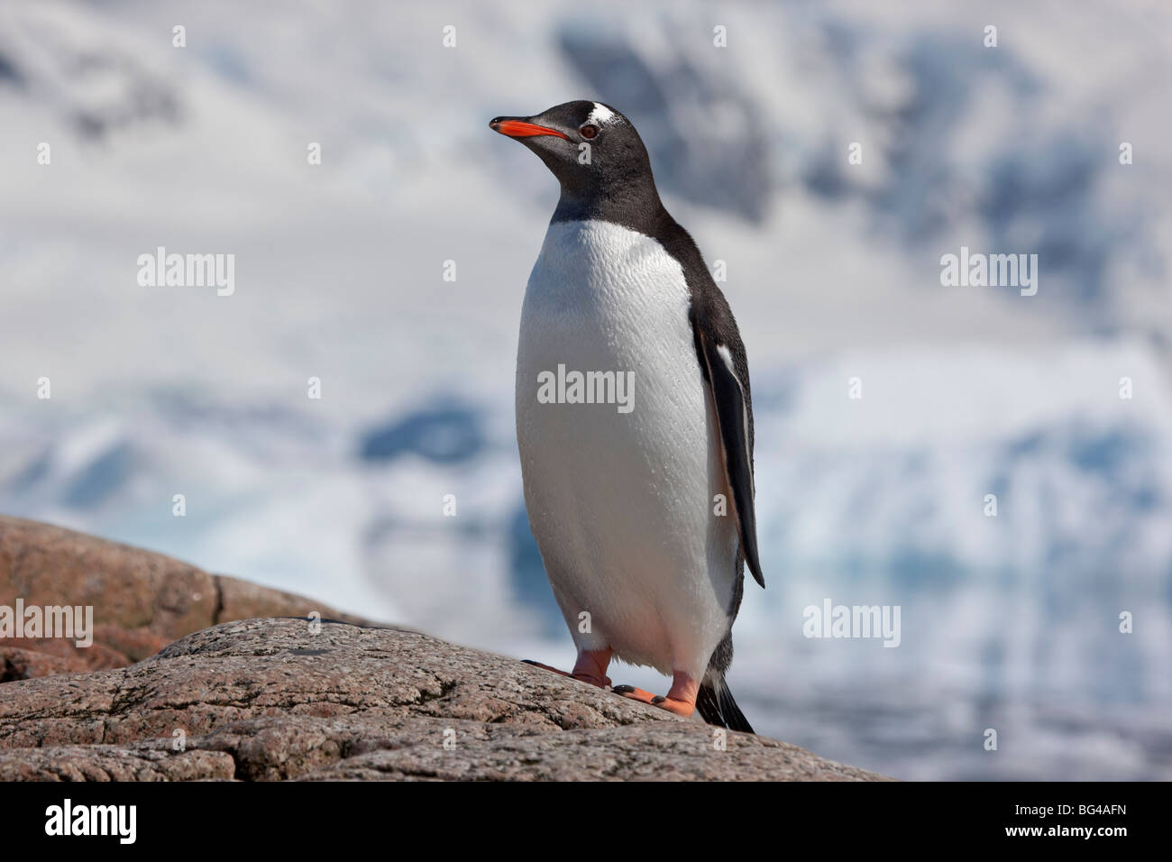 Gentoo penguin, Neko Harbour, Andvord Bay, Antarctic peninsula Stock