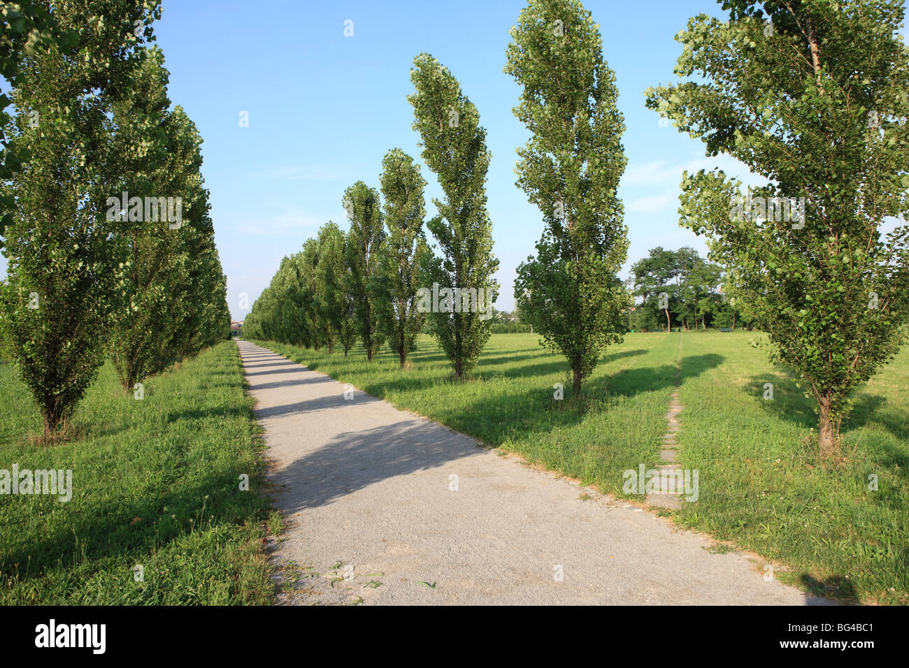 Path, Parco Nord, Milan, Lombardy, Italy, Europe Stock Photo