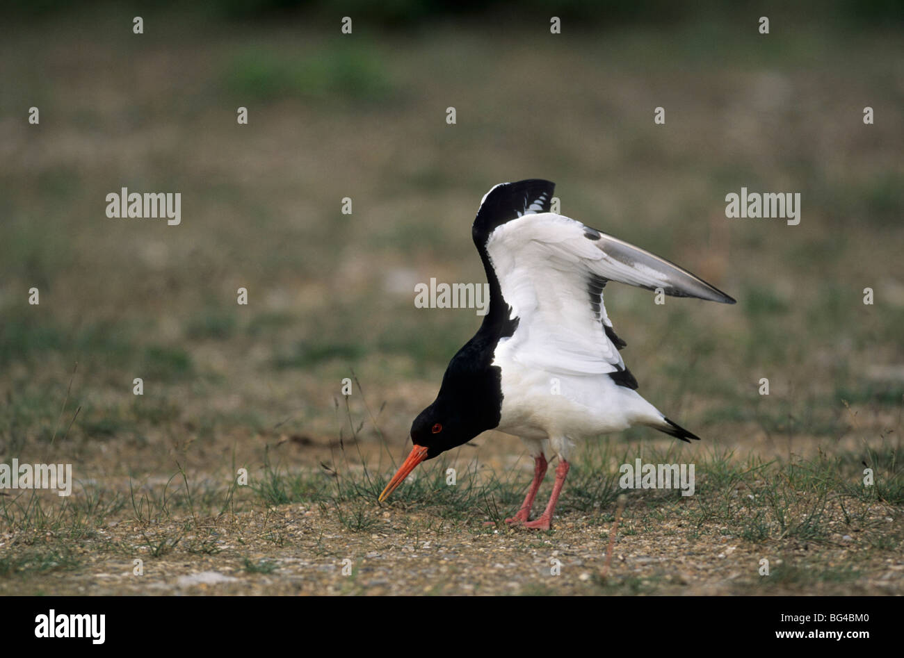 oystercatcher, summer dress , haematopus ostralegus Stock Photo Alamy