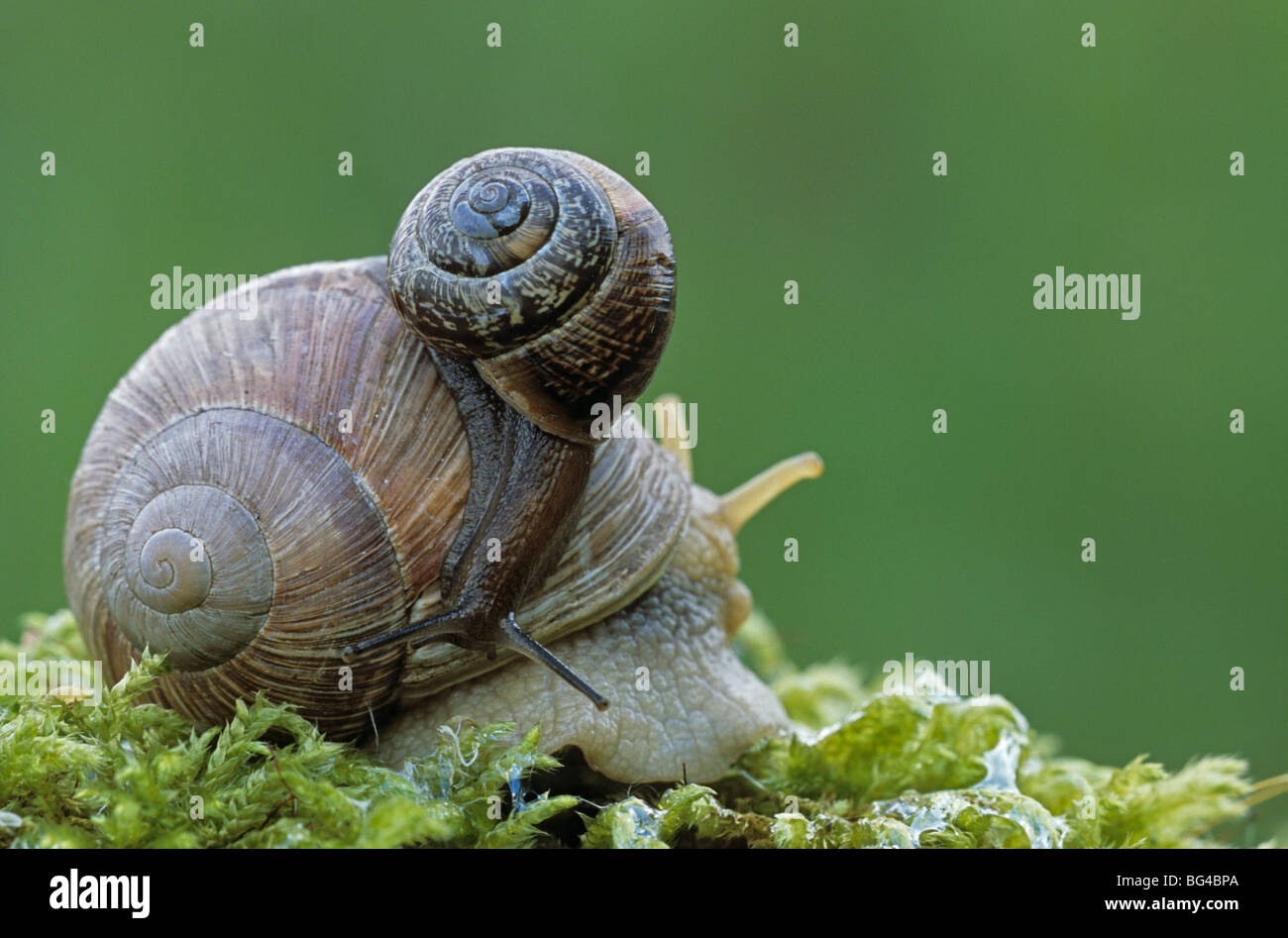 edible snail & common garden snail , helix pomatia & helix aspera Stock