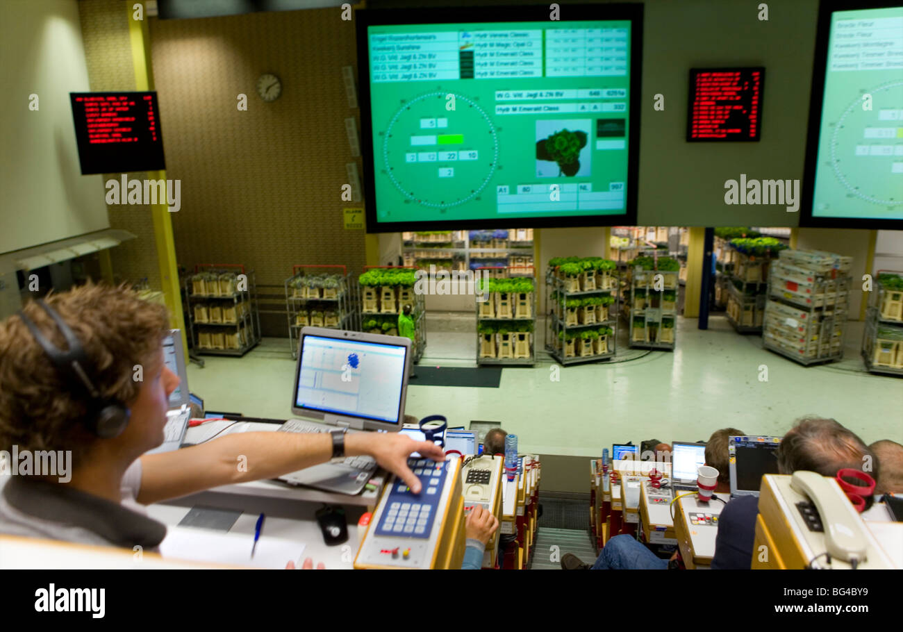 Flower auction in Aalsmeer, a cooperative of 6000 (flower) farmers in