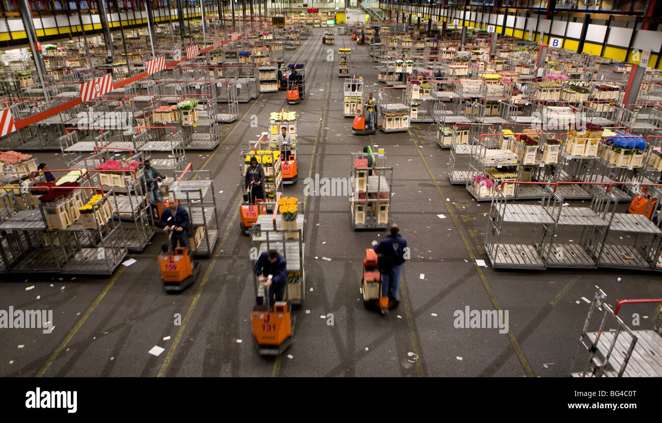 Flower auction in Aalsmeer, a cooperative of 6000 (flower) farmers in