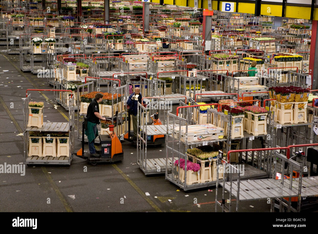 Flower auction in Aalsmeer, a cooperative of 6000 (flower) farmers in The Netherlands Stock