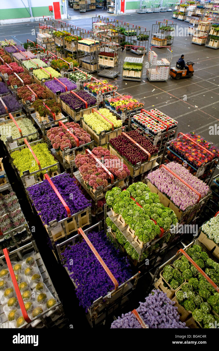 Flower auction in Aalsmeer, a cooperative of 6000 (flower) farmers in The Netherlands Stock Photo