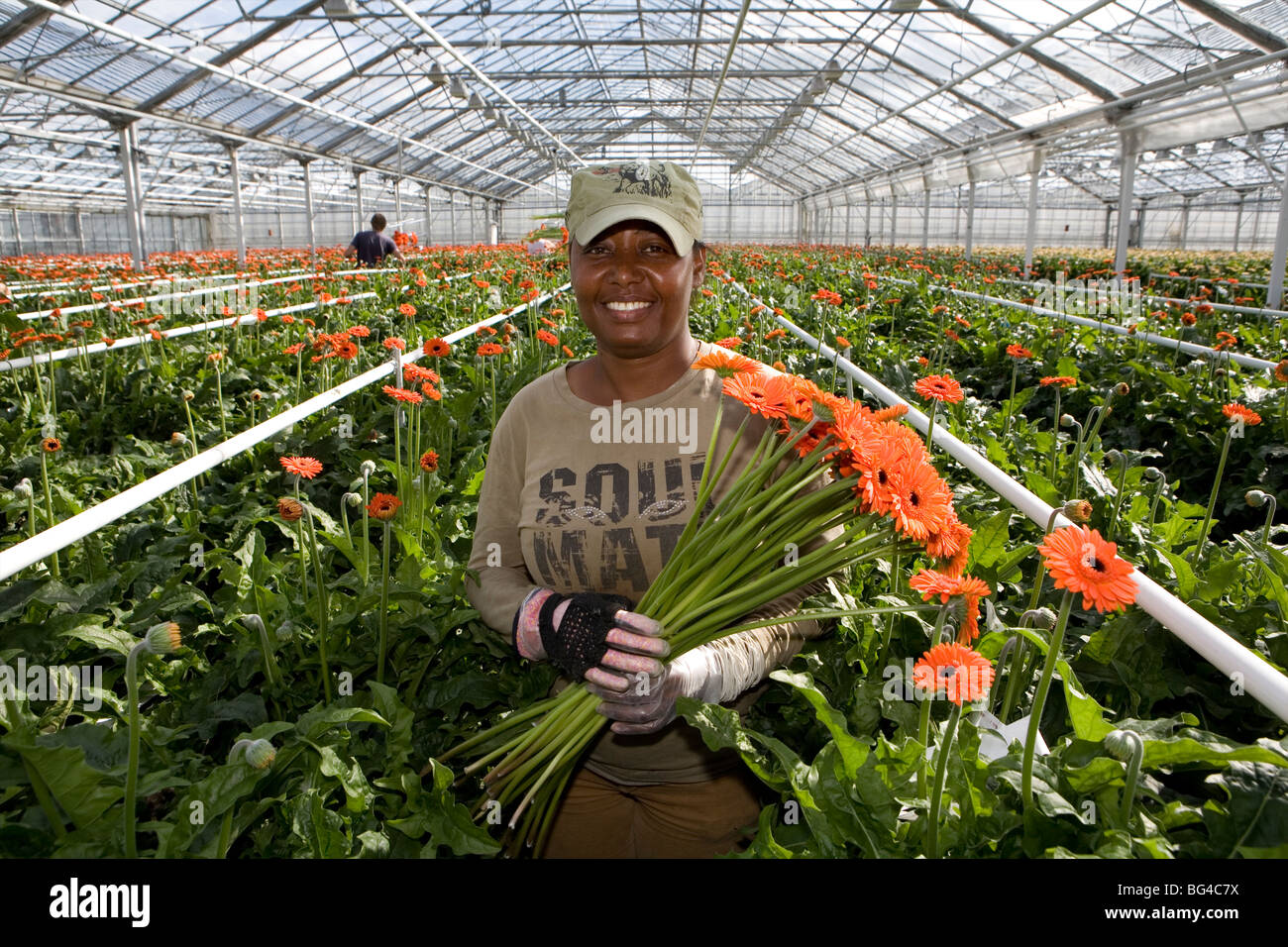 Flower auction in Aalsmeer, a cooperative of 6000 (flower) farmers in