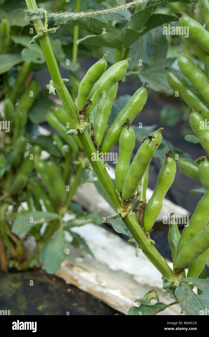 Dwarf broad bean hi-res stock photography and images - Alamy