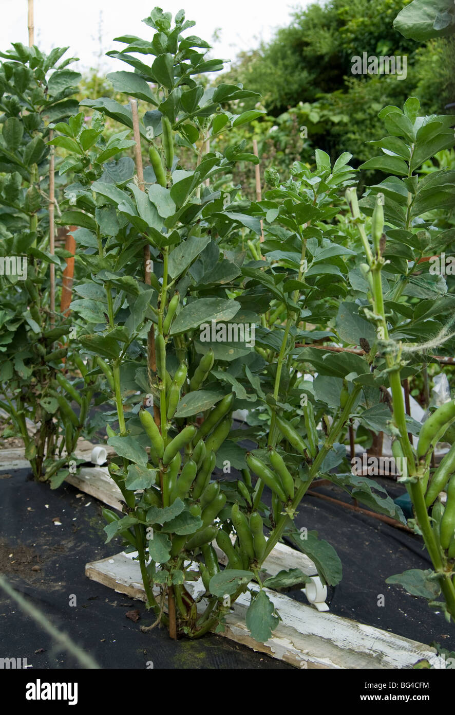 Dwarf broad bean hi-res stock photography and images - Alamy