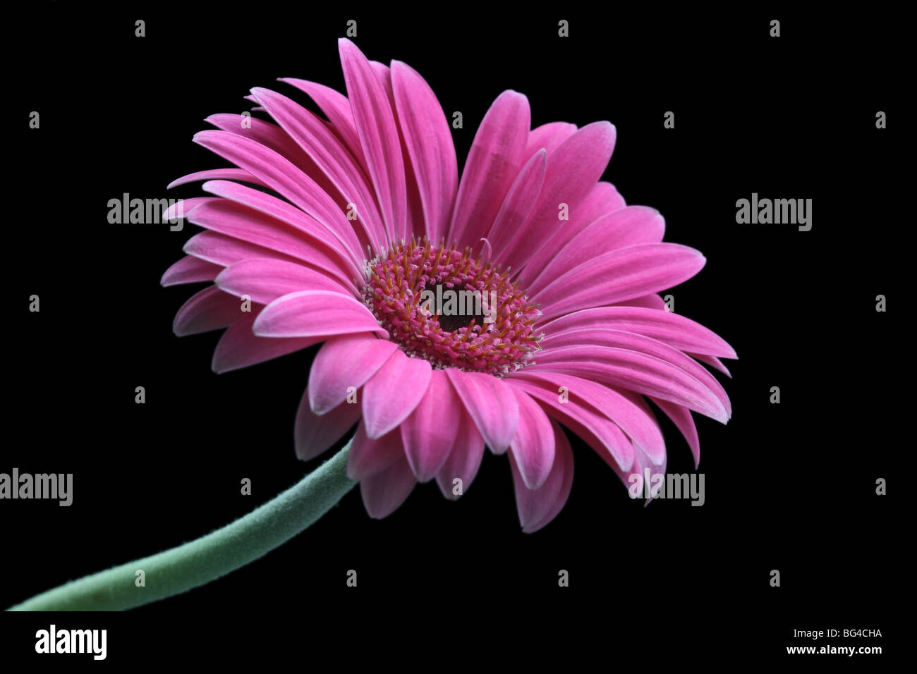 Pink Gerbera daisy flower against a black background Stock Photo - Alamy