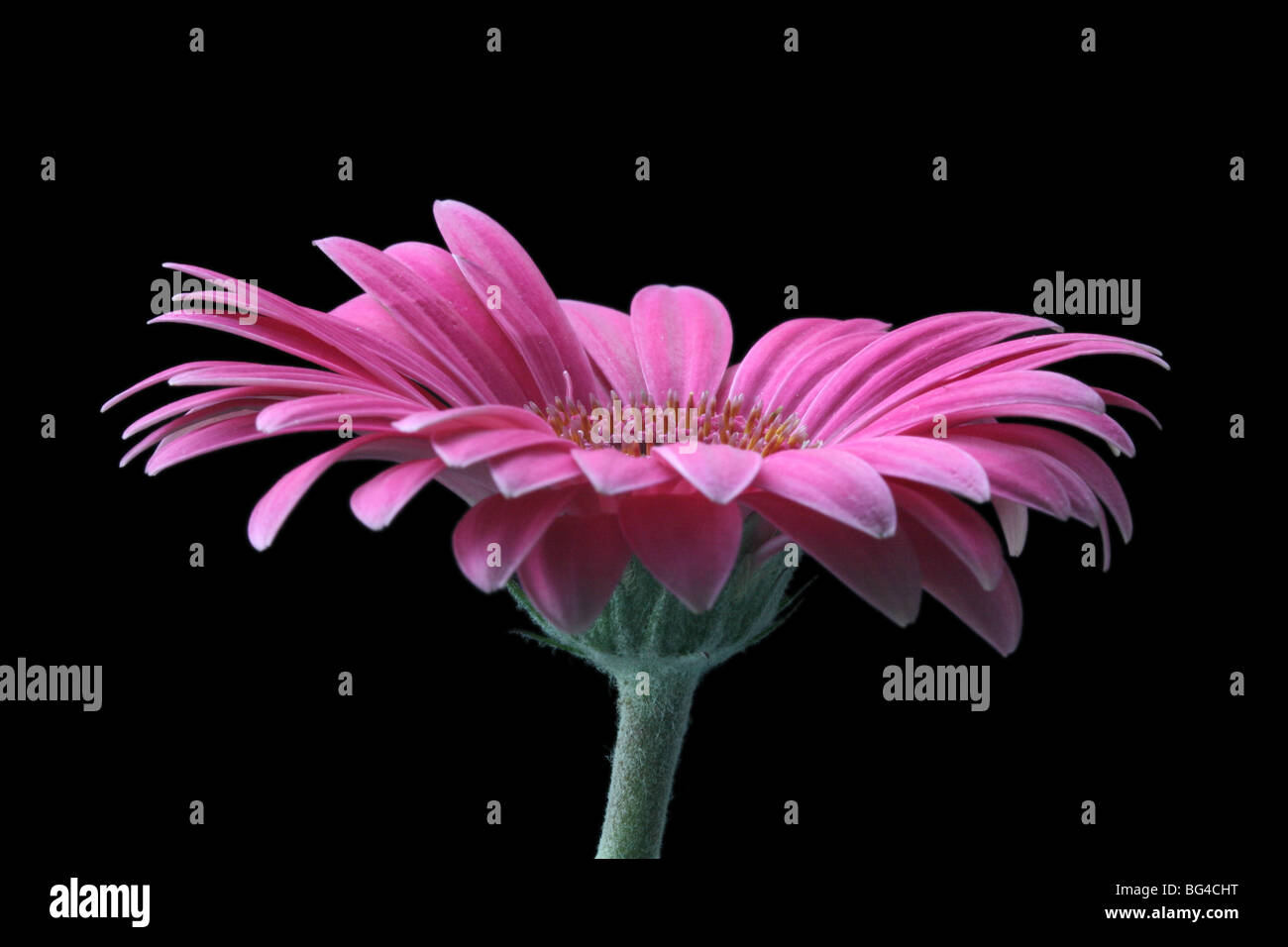 Pink Gerbera daisy flower against a black background Stock Photo - Alamy