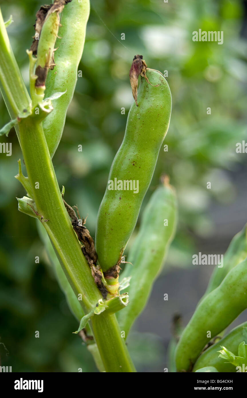 Dwarf broad bean hi-res stock photography and images - Alamy