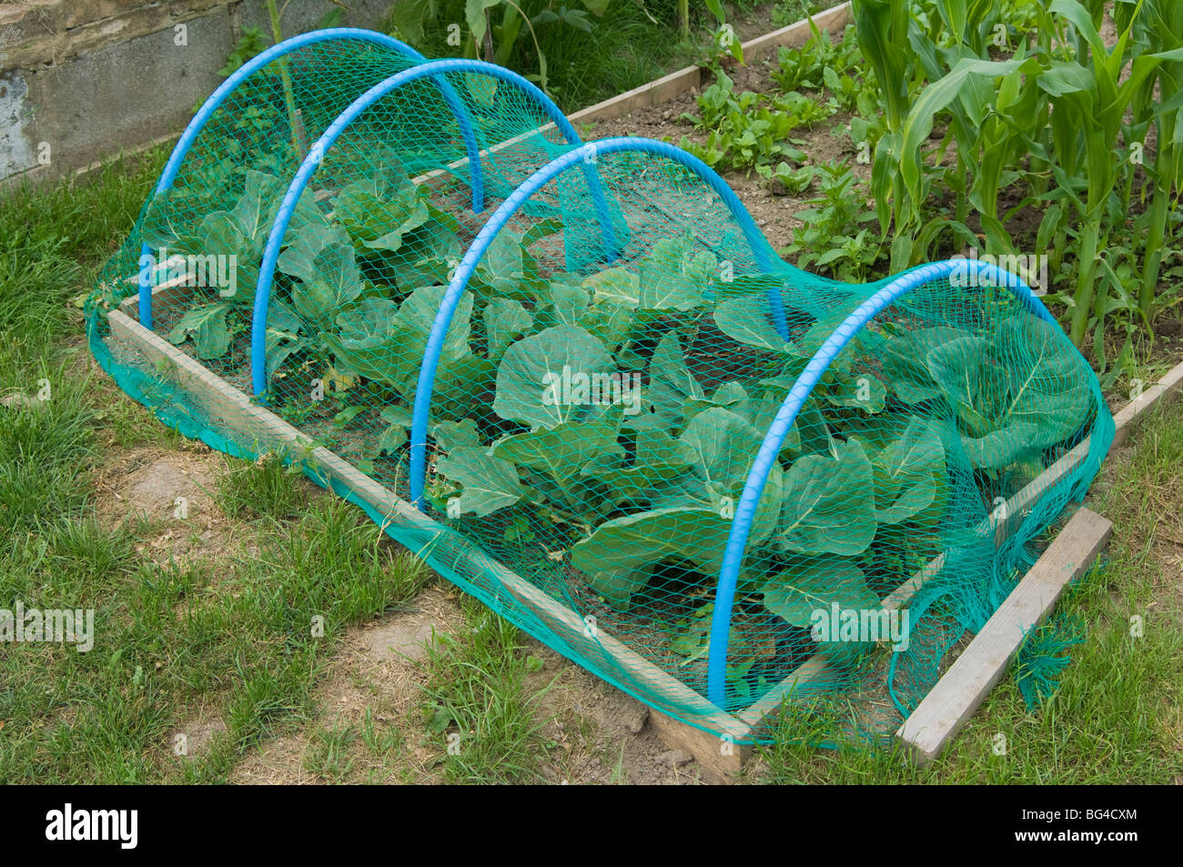 Cabbage Netting Stock Photos & Cabbage Netting Stock Images - Alamy