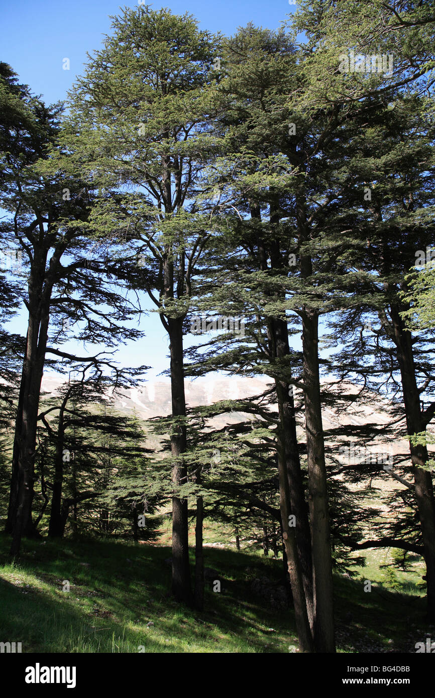 The Cedar Trees of Bcharre, Qadisha Valley (Holy Valley), UNESCO World
