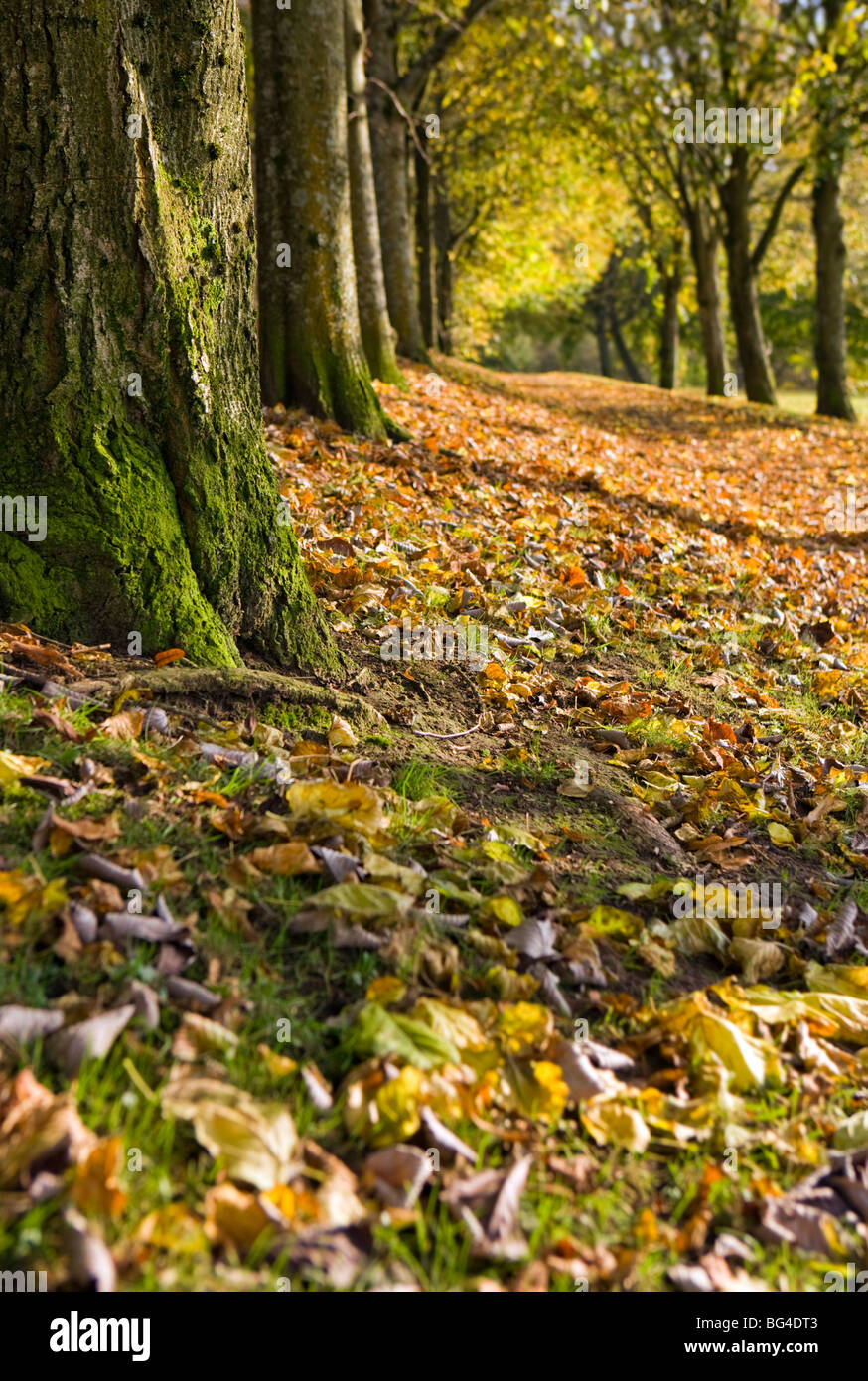 selective focus image of a tree trunk during fall Stock Photo