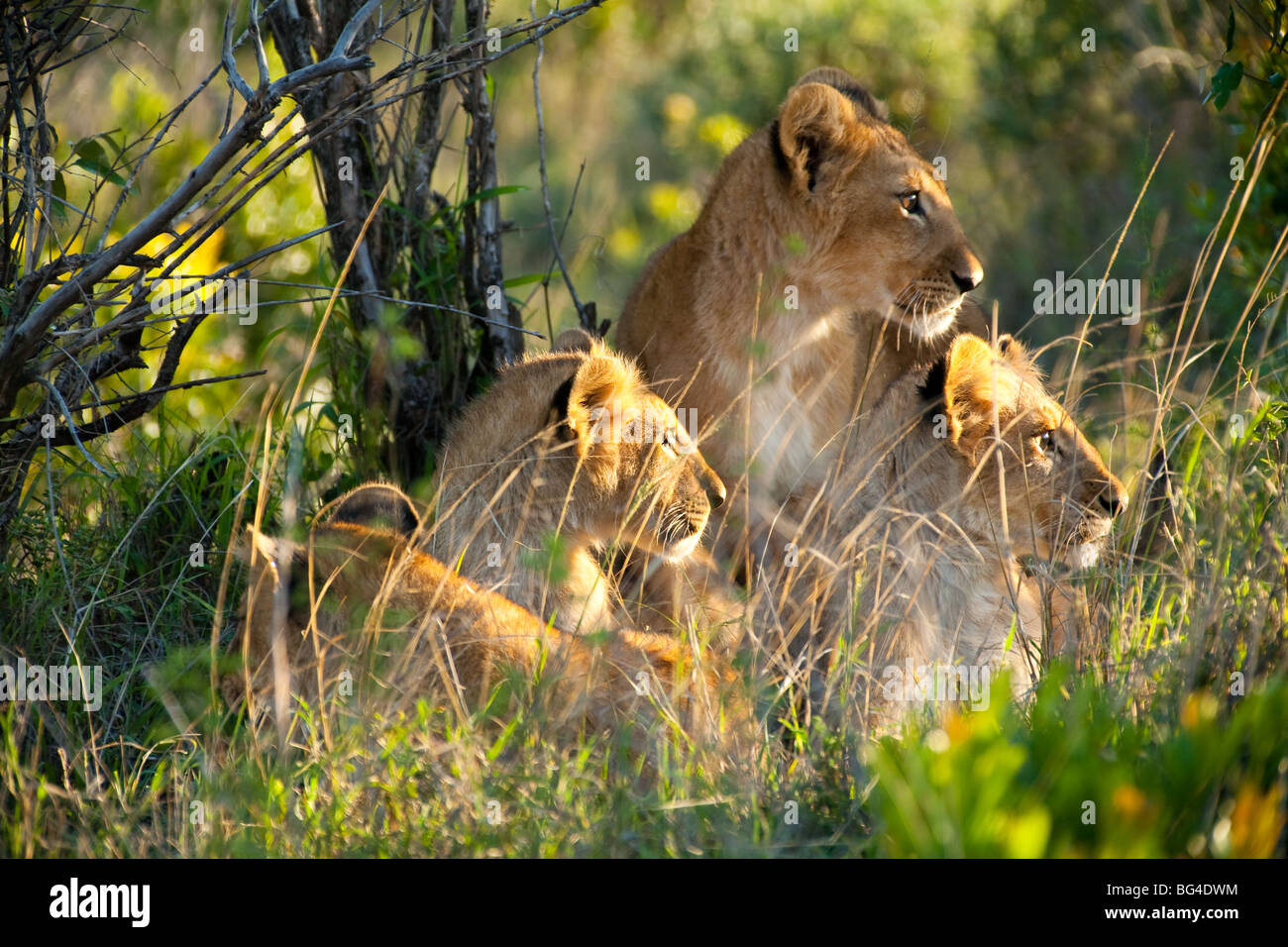 African lion family in Kenya forest Stock Photo