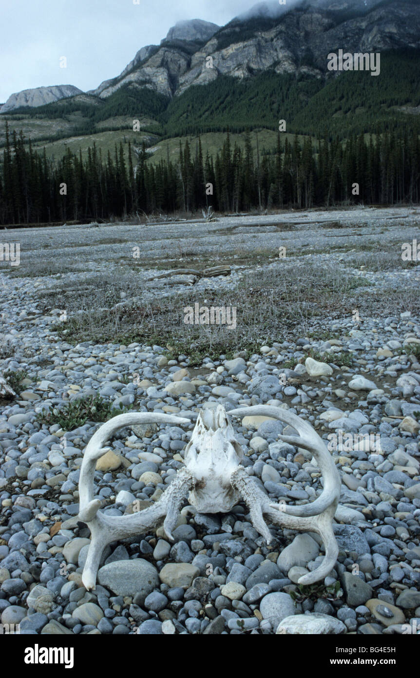 mule deer, skull, blacktail deer, odocoileus hemionus Stock Photo