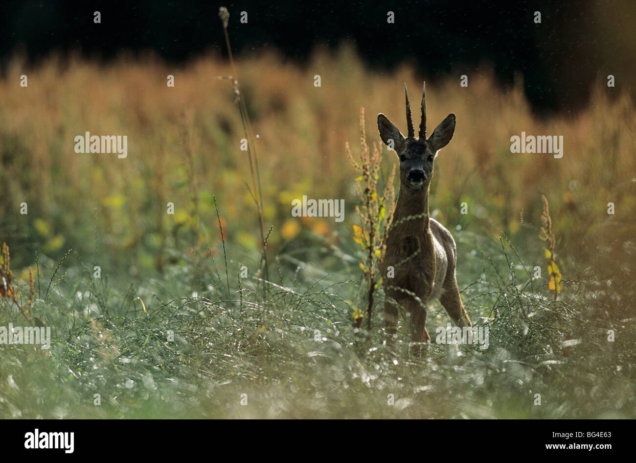 roe deer, male, capreolus capreolus Stock Photo