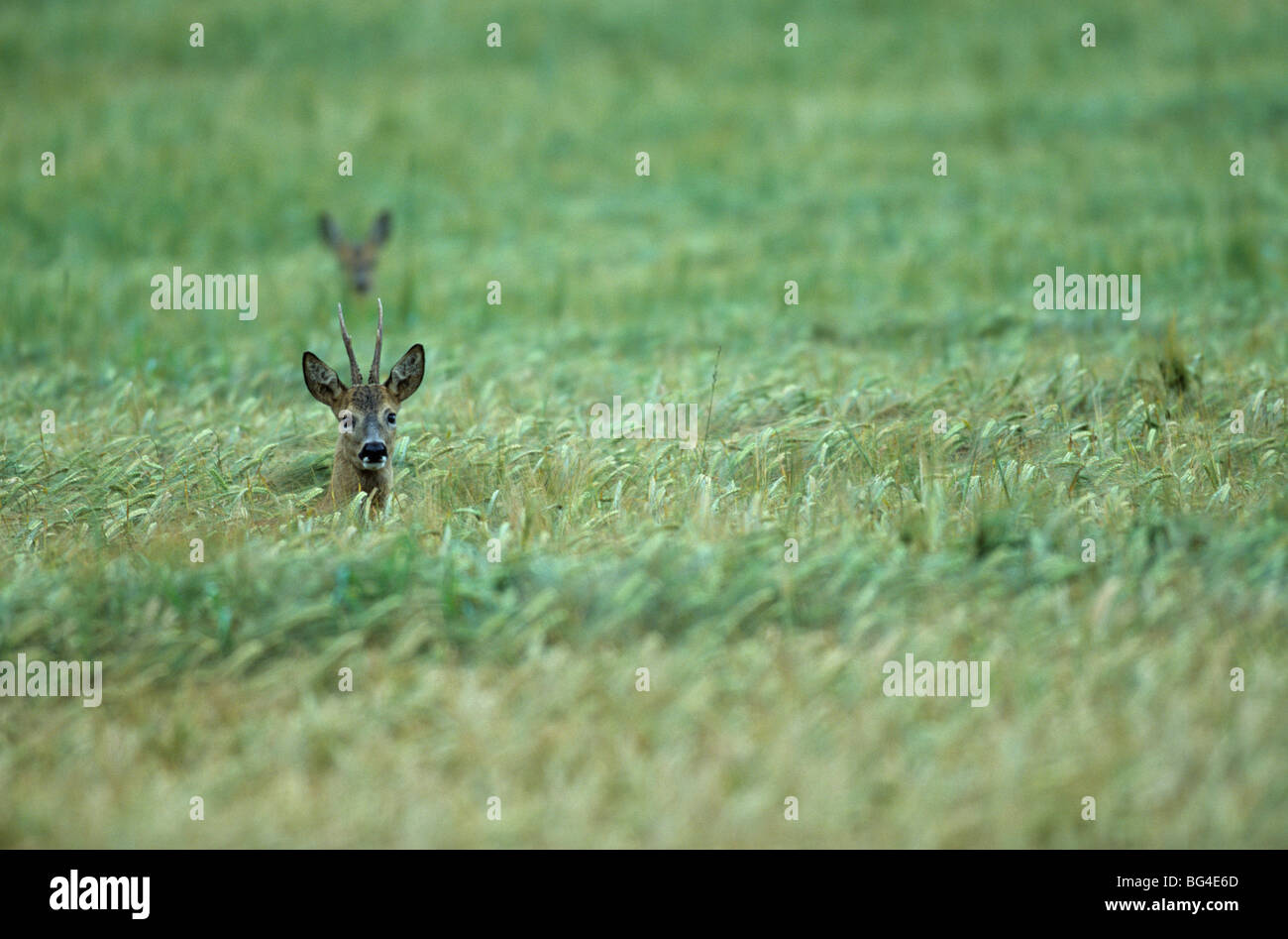roe deer, male and doe, capreolus capreolus Stock Photo - Alamy