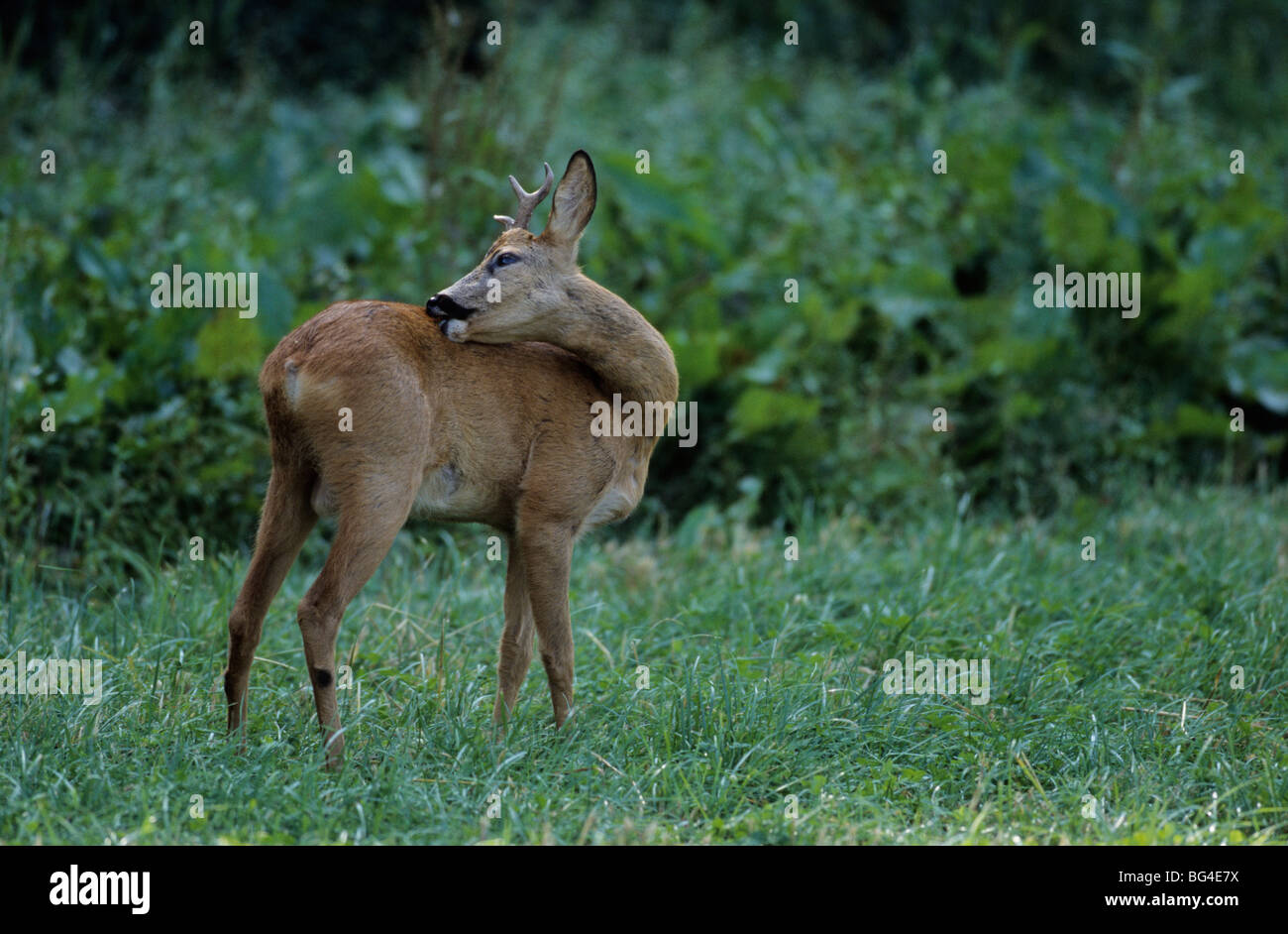 roe deer, male, capreolus capreolus Stock Photo