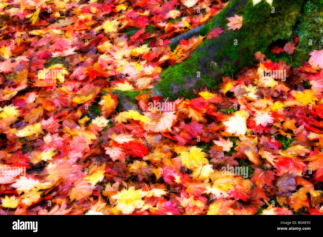 Yellow colour leaves hi-res stock photography and images - Alamy