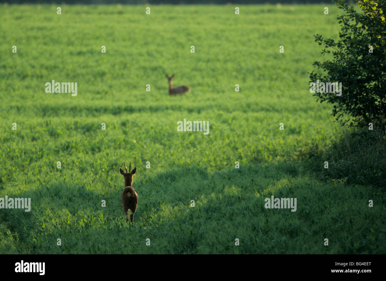 Doe roebuck roe deer hi-res stock photography and images - Alamy