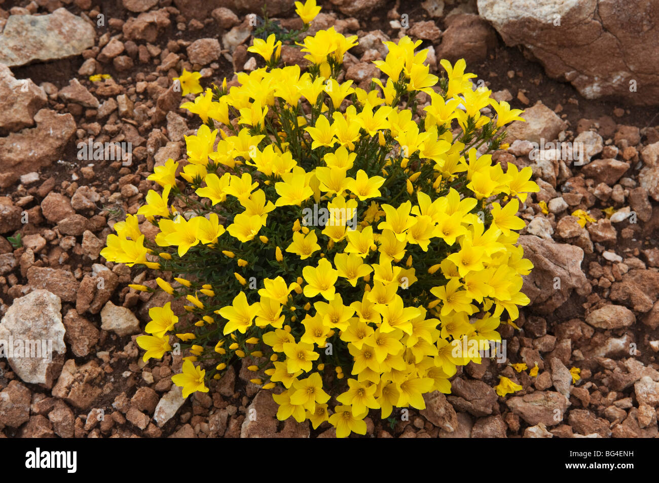 Yellow Flax (Linum campanulatum) Stock Photo