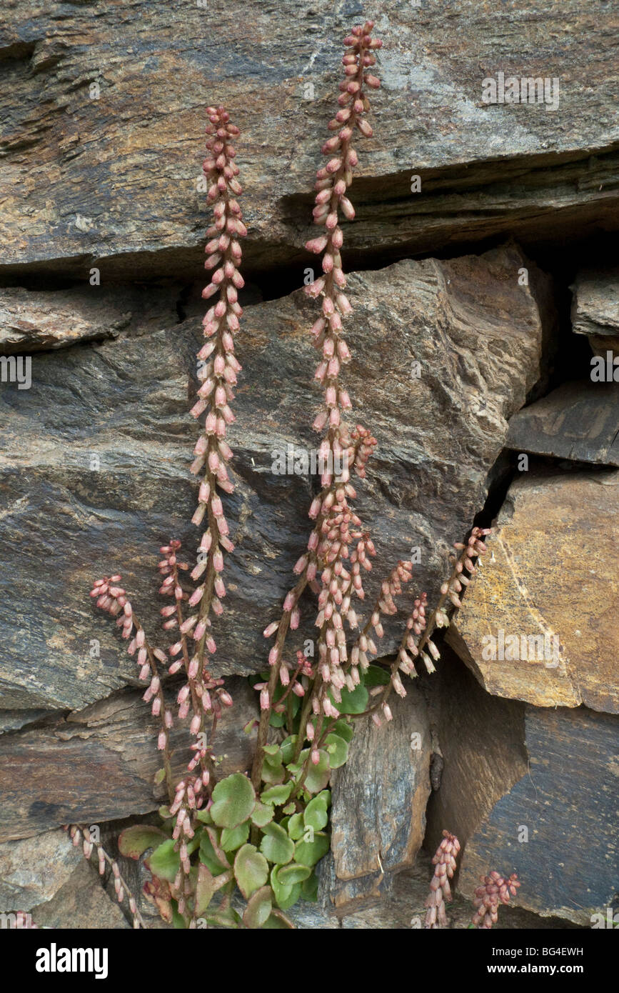 Navelwort (Umbilicus rupestris), plant Stock Photo