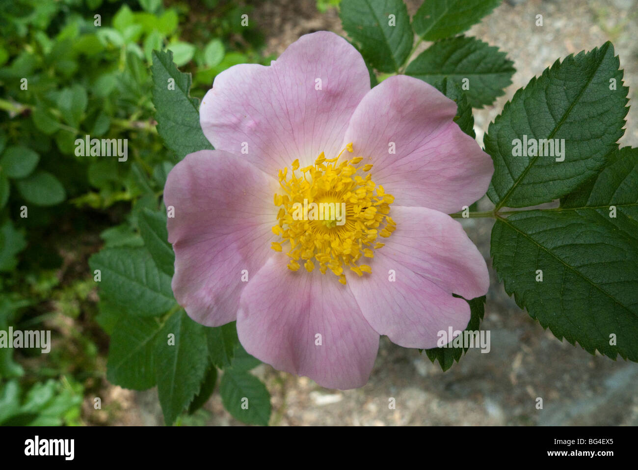 Apple Rose (Rosa villosa), single flower Stock Photo