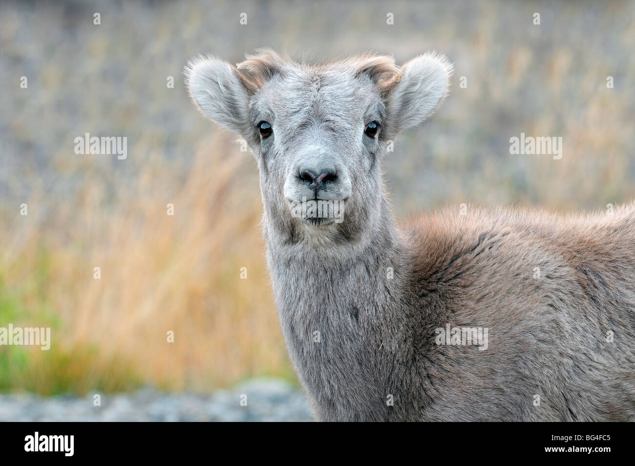 A portrait image of a young Rocky Mountain Bighorn Sheep Stock Photo