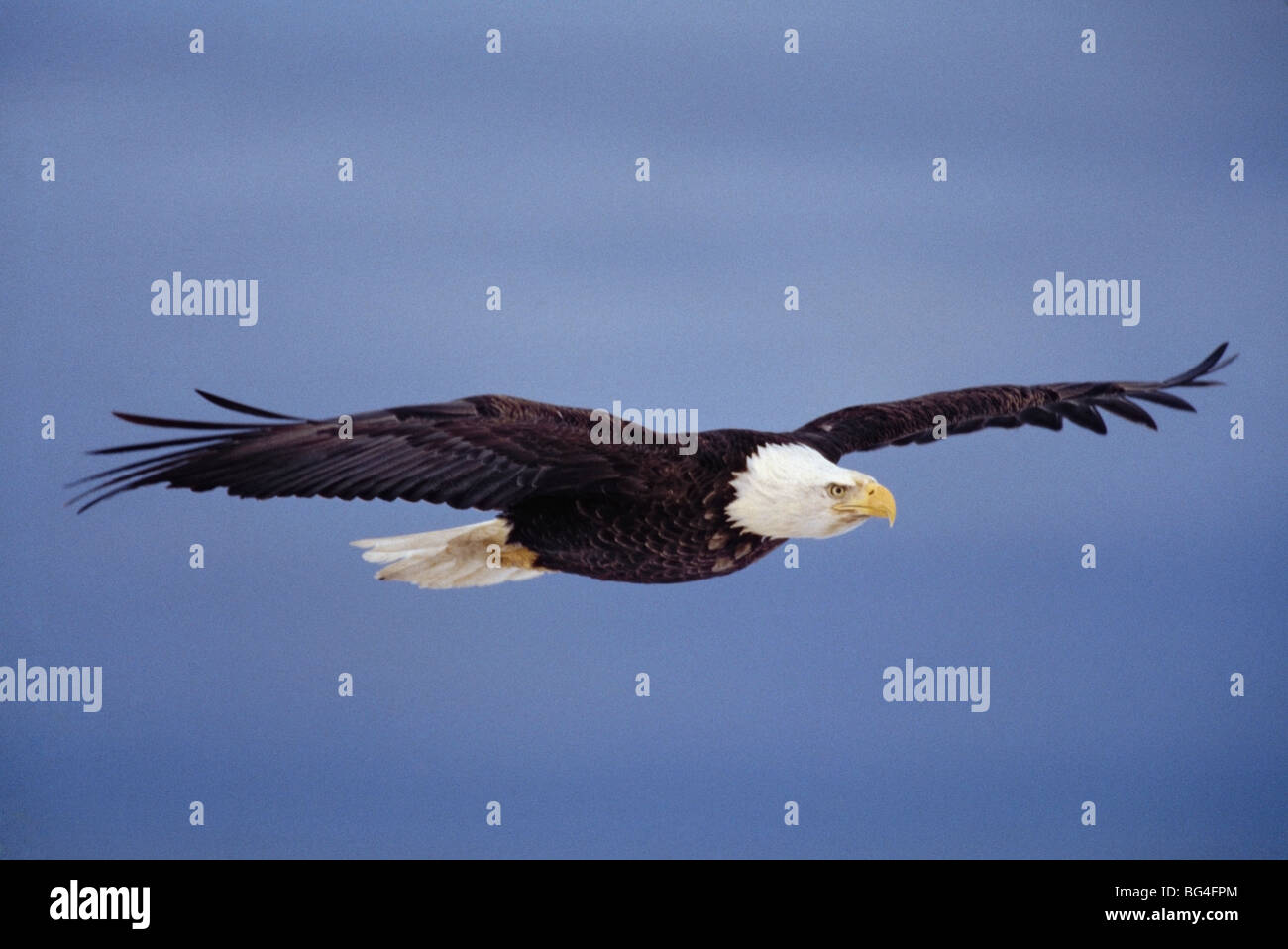 Bald eagle (Haliaeetus leucocephalus) in flight Stock Photo - Alamy