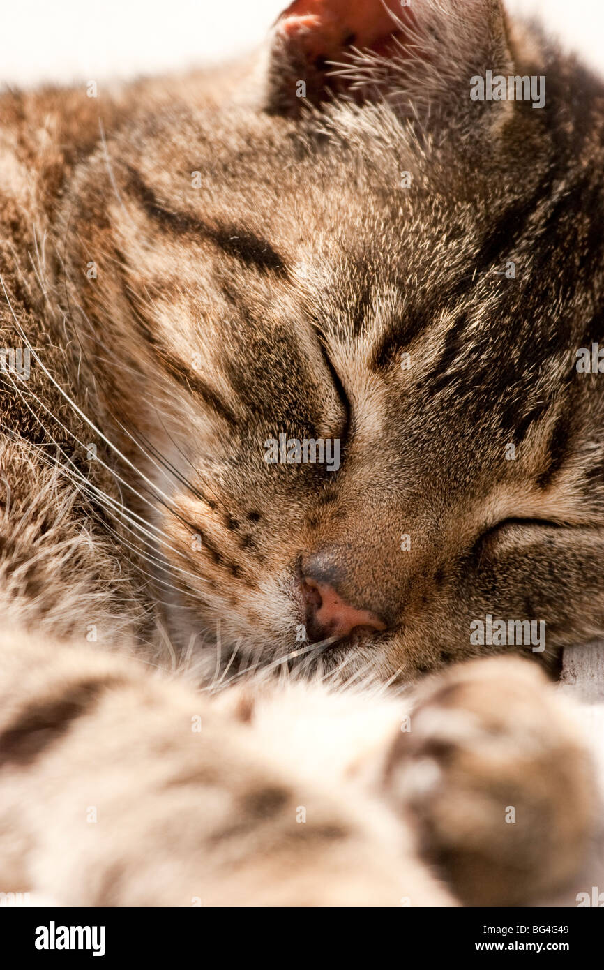 Brown tabby cat sleeping, England, UK Stock Photo
