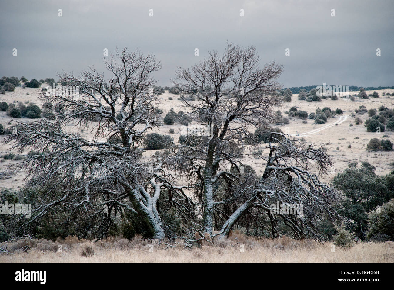 The beauty of the Sacramento Mountains in Southern New Mexico is
