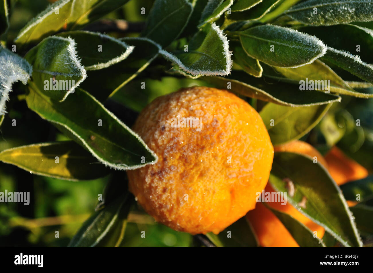 frosty satsuma mandarin citrus (Citrus unshiu) December 2009 near Fresno CA Stock Photo