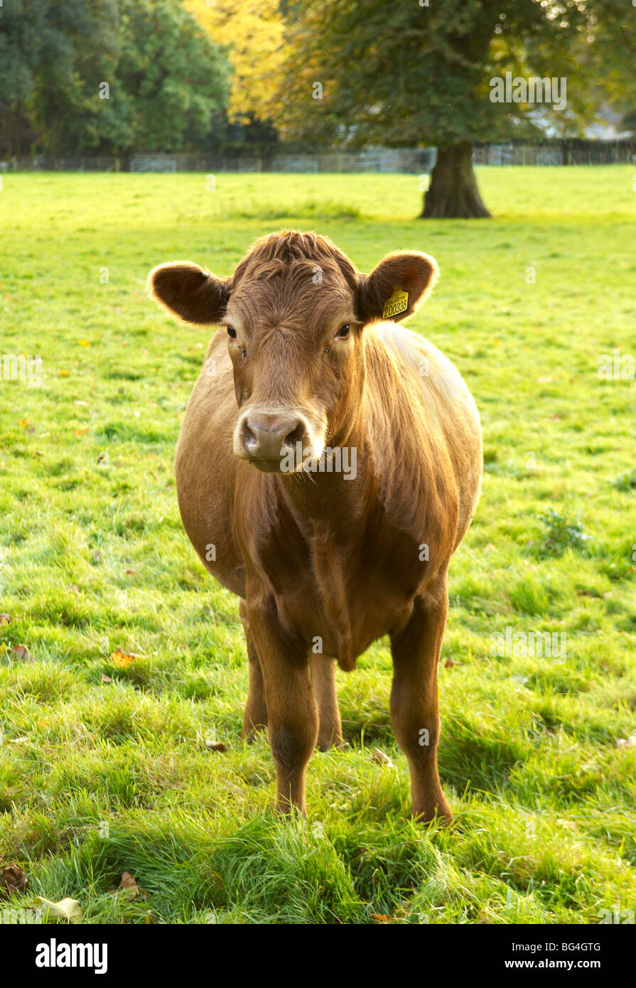 Sussex beef cow in English field looking at camera on sunny afternoon Stock Photo