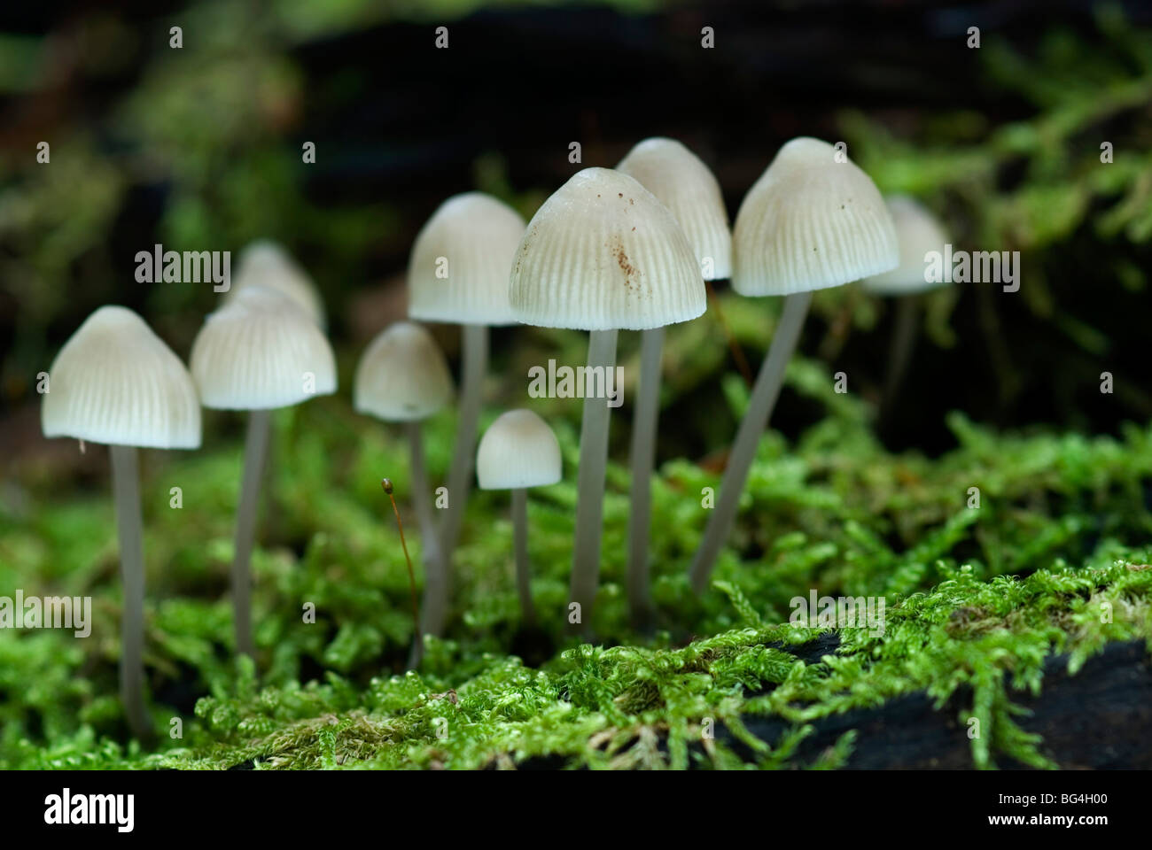 Fungi found in England during the autumn Stock Photo