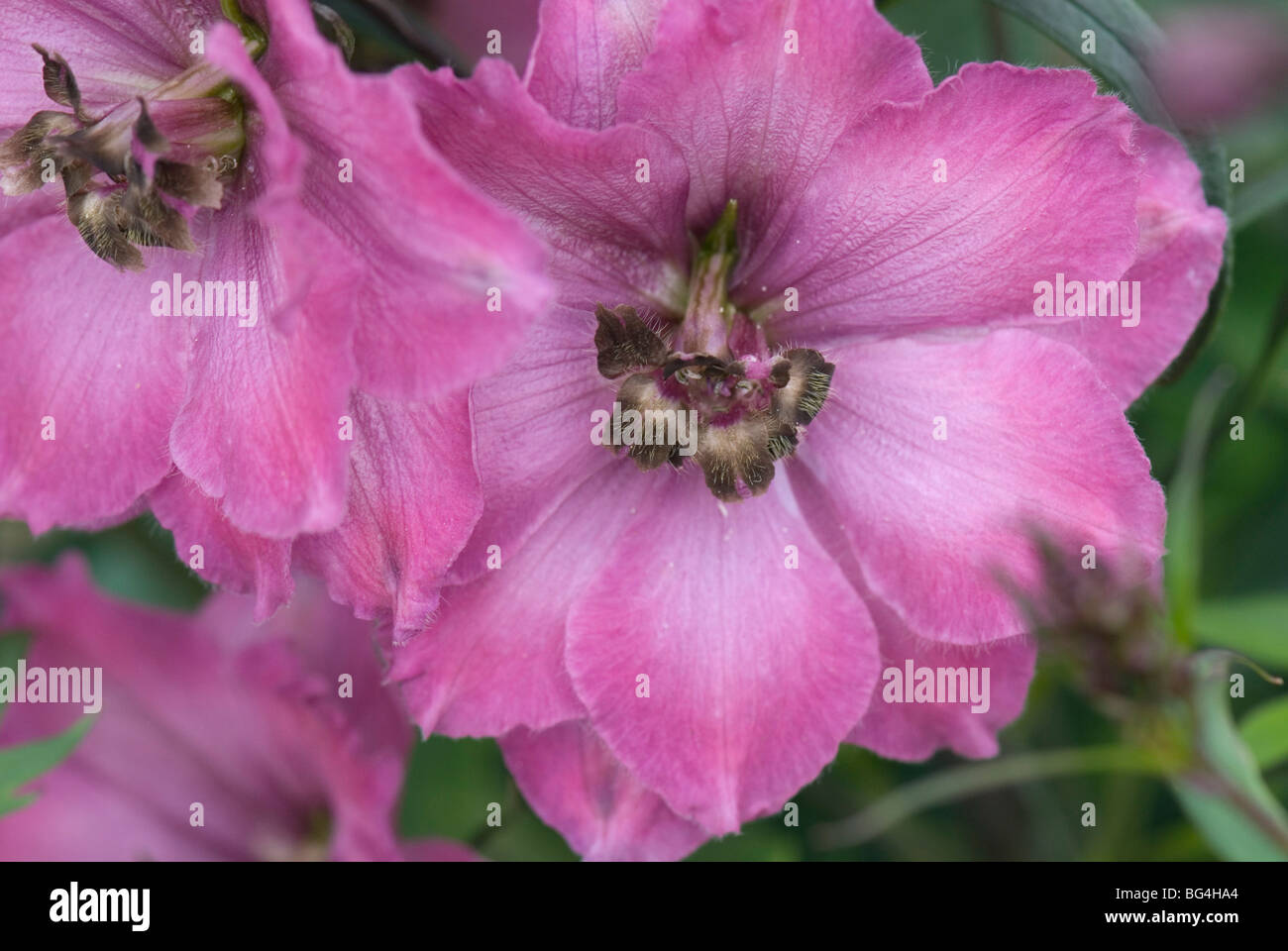 Pink delphinium giant Stock Photo