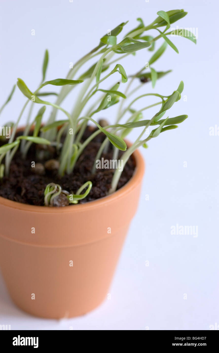 Plants Grow Towards Light High Resolution Stock Photography And Images Alamy