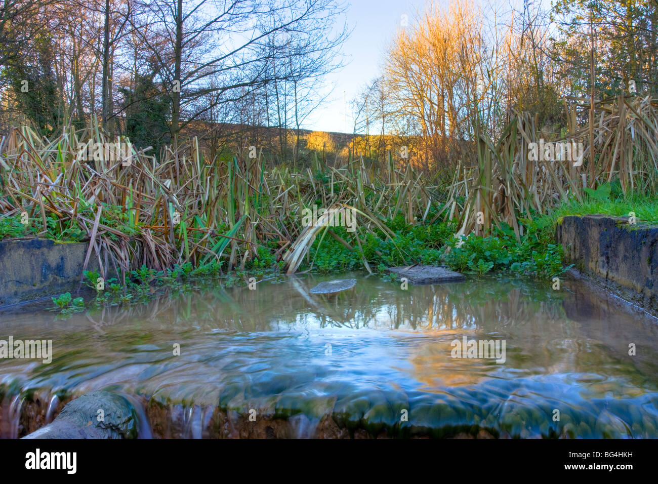 Reed bed at restored Path Head Mill, blaydon Stock Photo Alamy