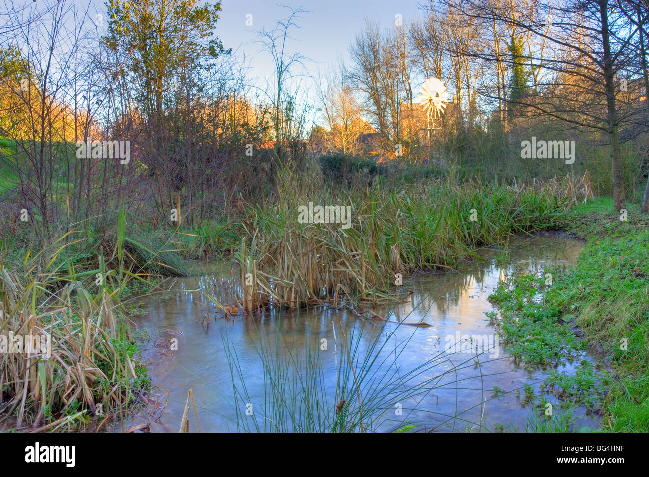 Reed bed at restored Path Head Mill, blaydon Stock Photo Alamy