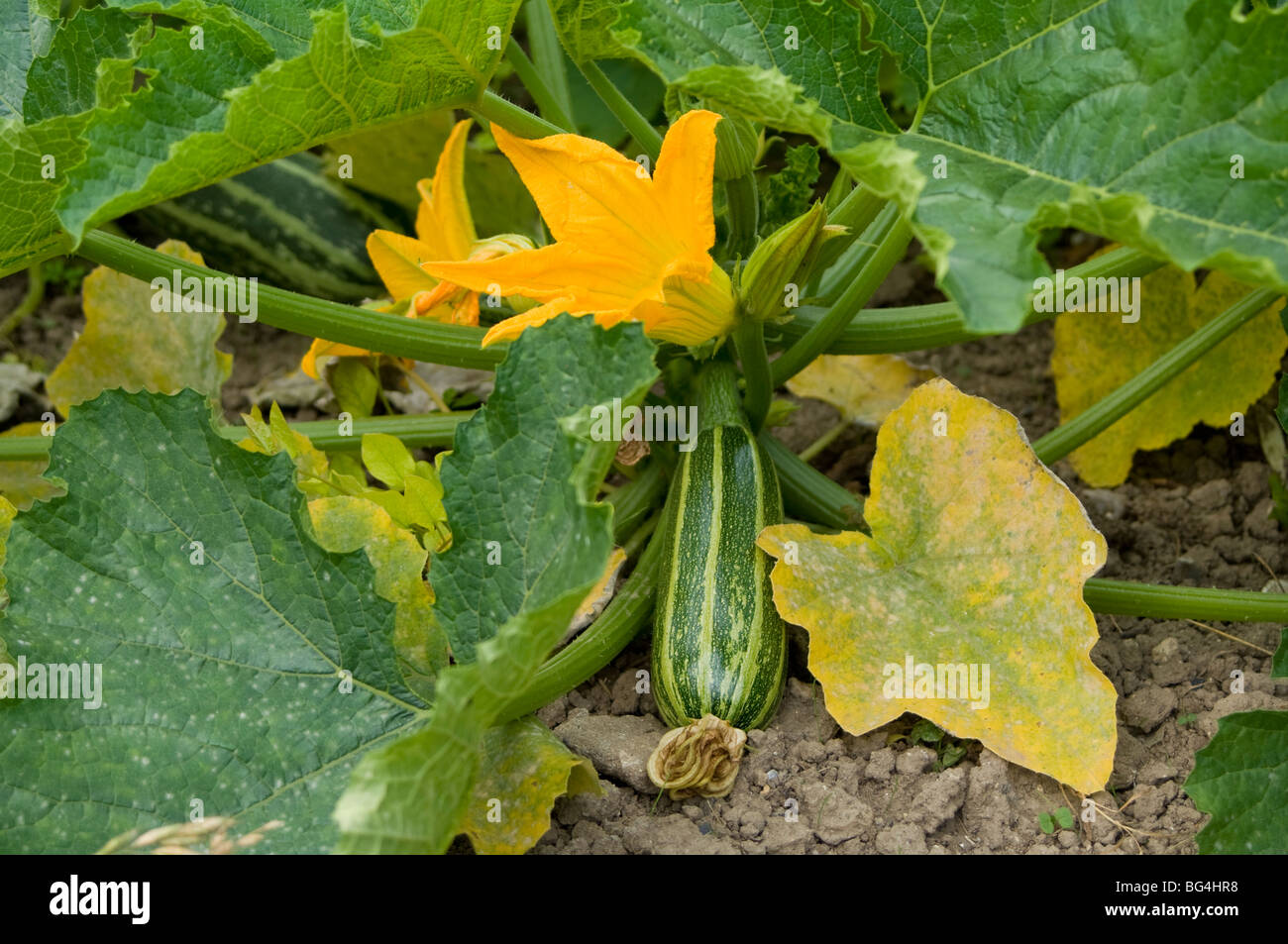 Marrow growing on an allotment showing both fruit and flowers Stock Photo