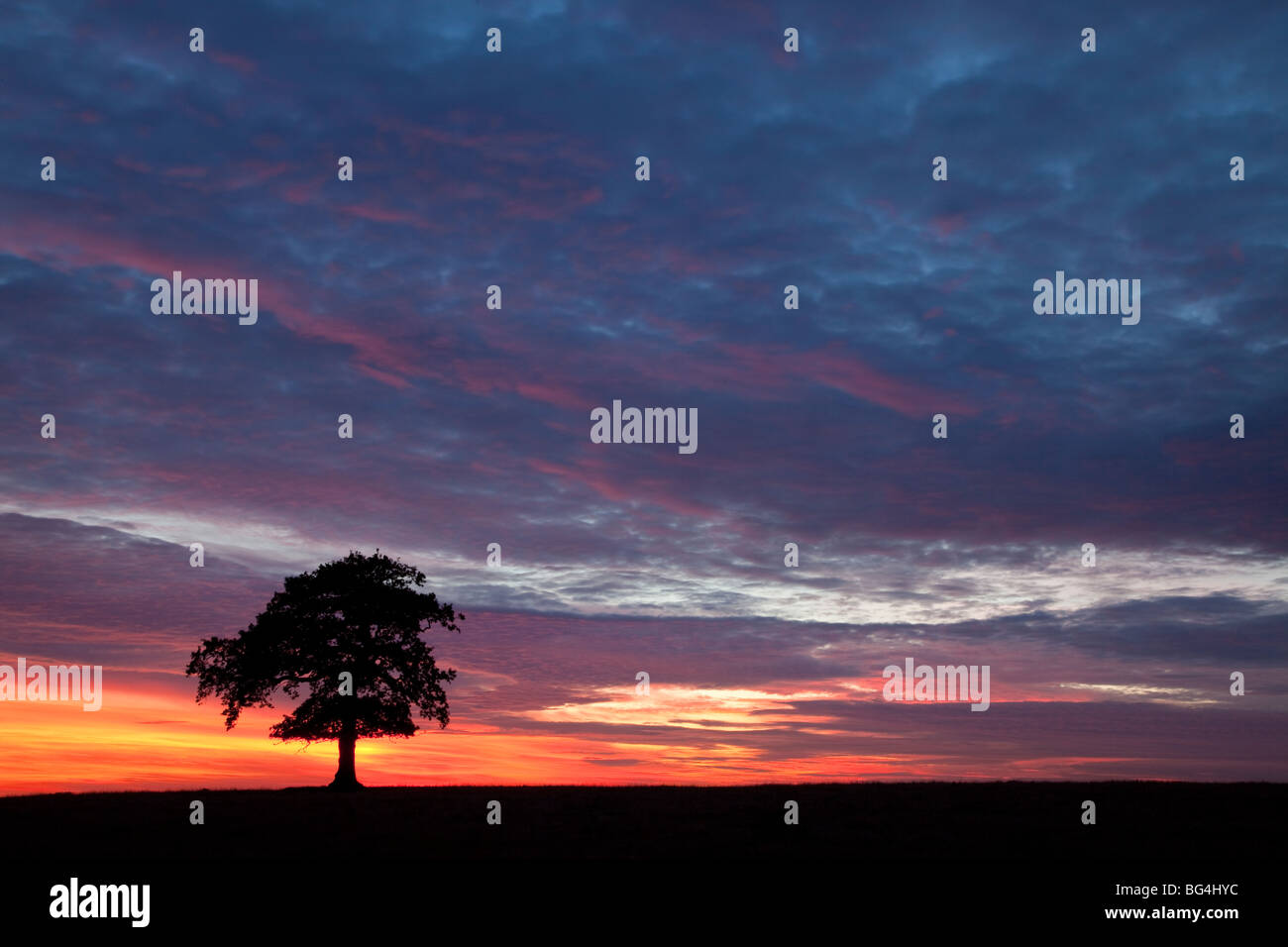 Lone Oak tree at sunset, England UK Stock Photo - Alamy