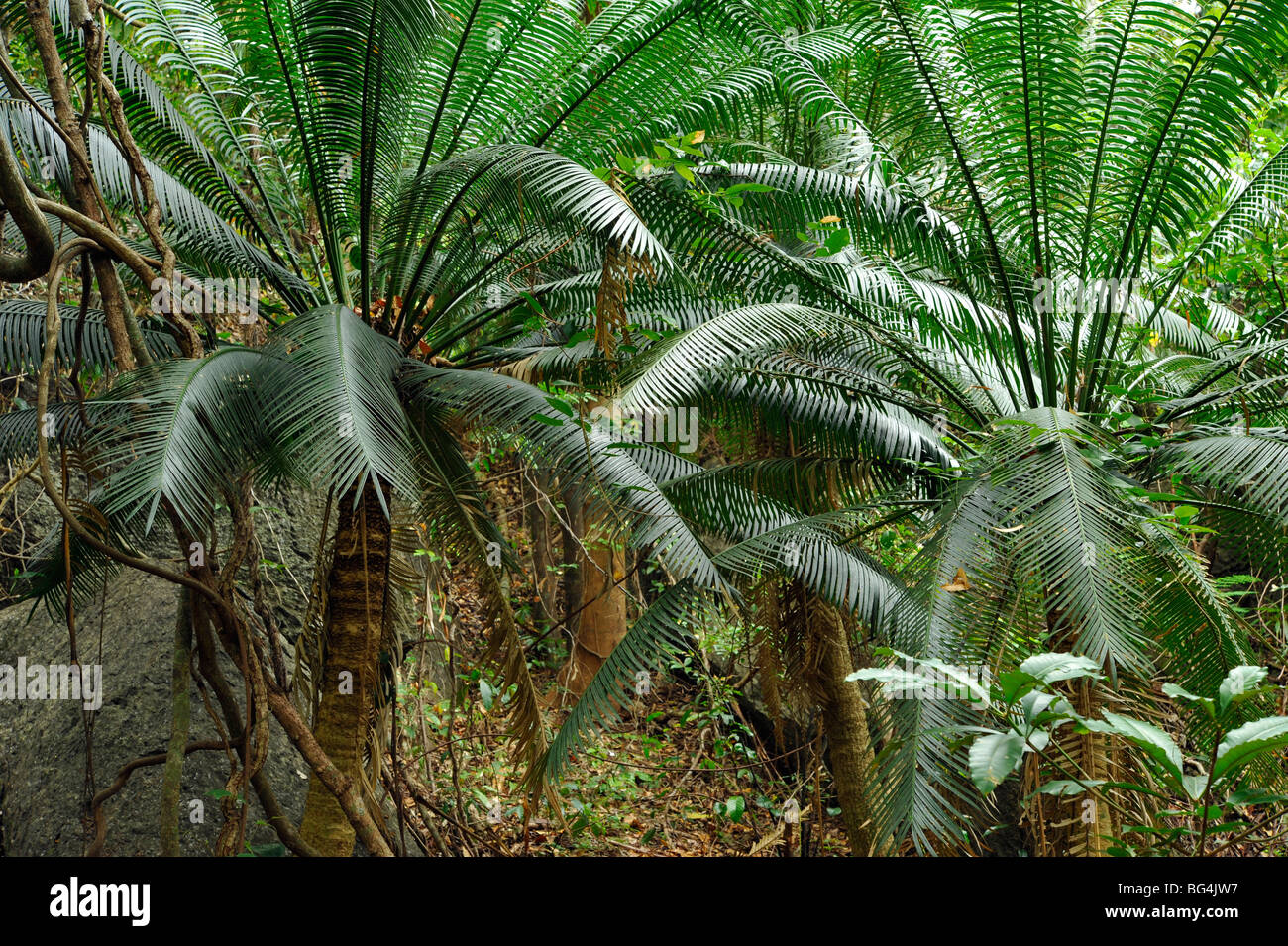 Cycas seemannii. New Caledonia cycad in forest on north west coast. Stock Photo