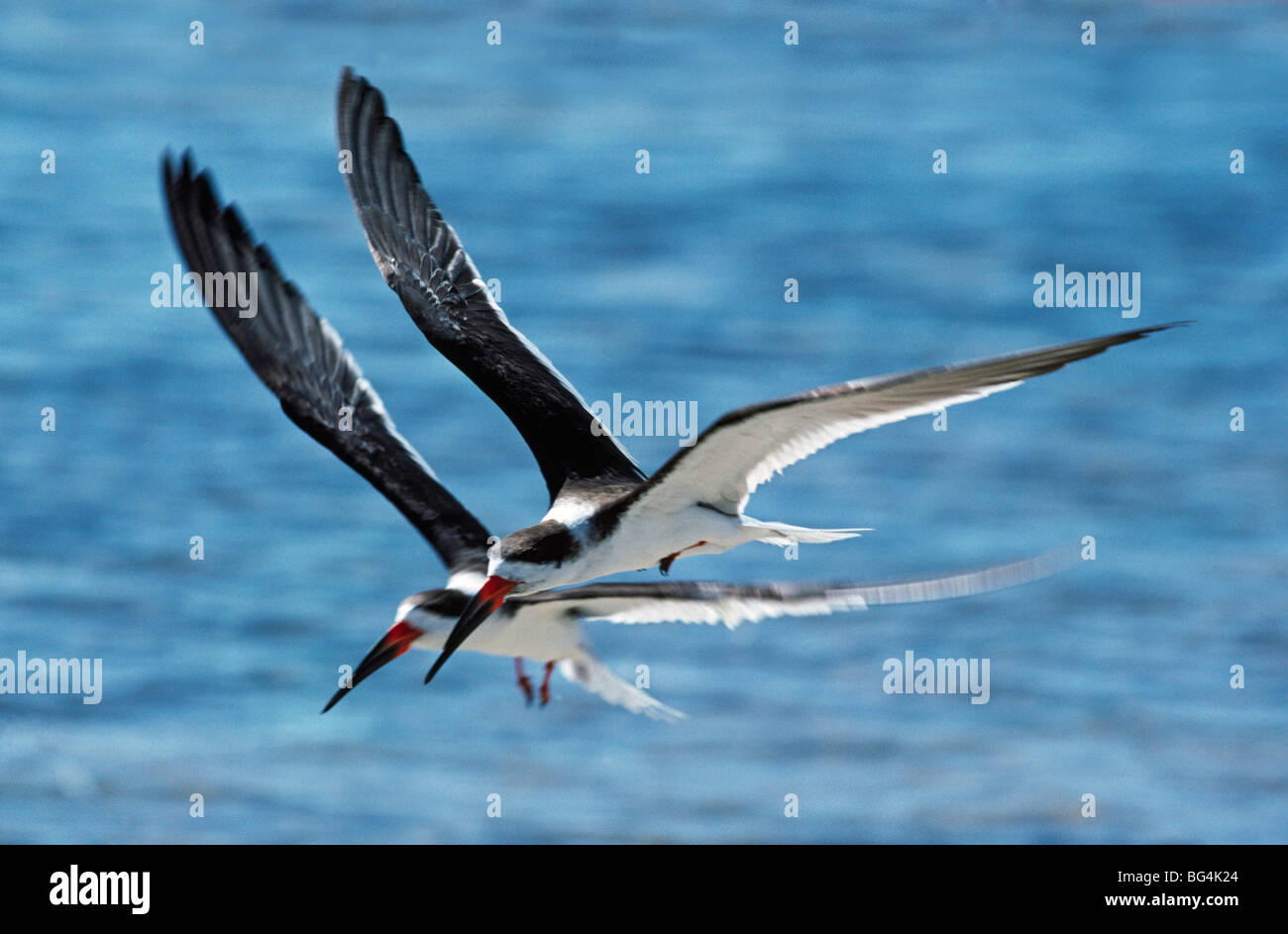 Black Skimmers (Rhynchops niger) flying in tandem over ocean Stock Photo Alamy