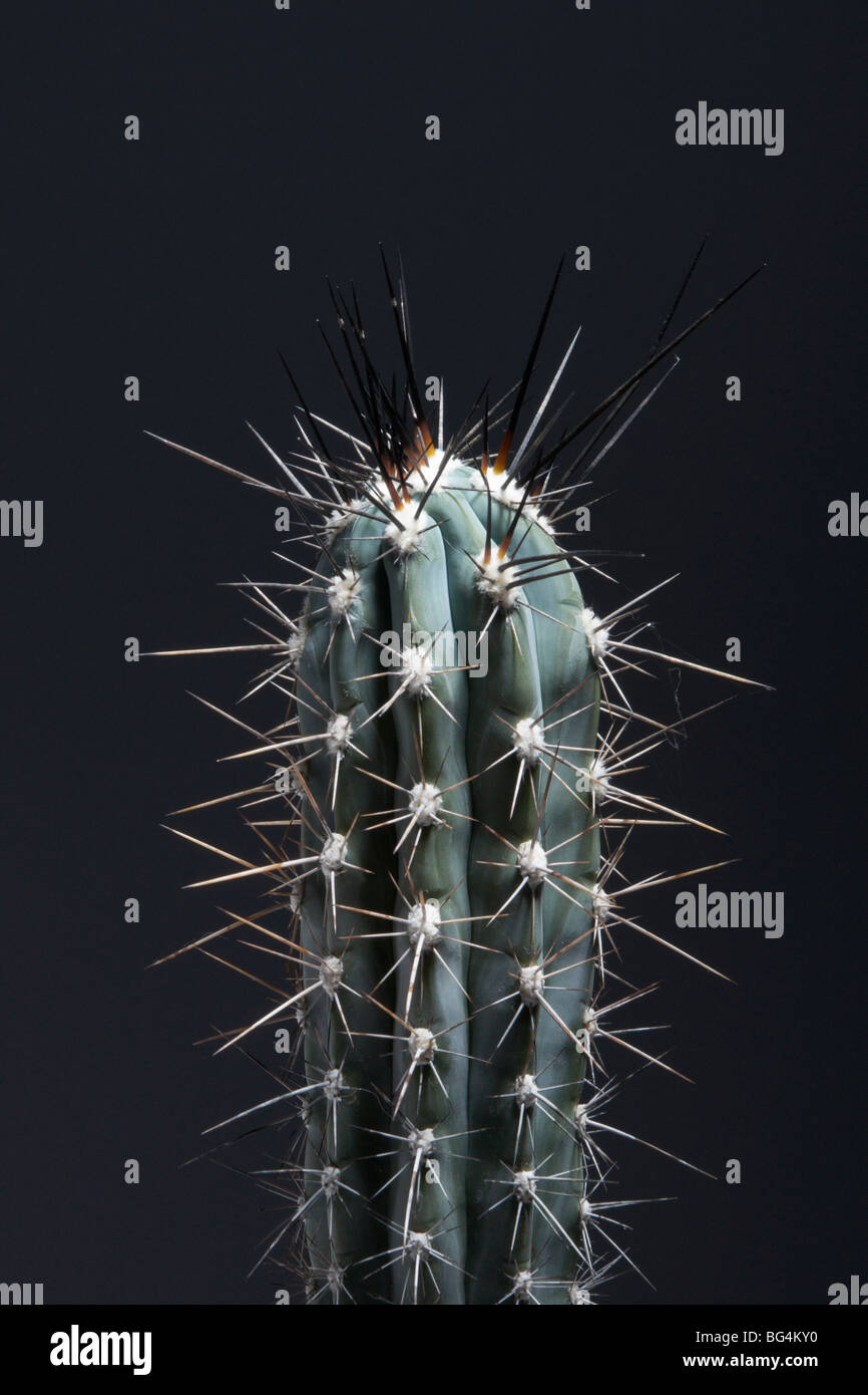Close up photos of a cactus plant in a studio Stock Photo