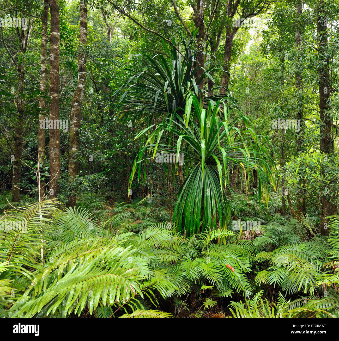 Pandanus and ferns tropical forest New Caledonia near Yate Stock Photo