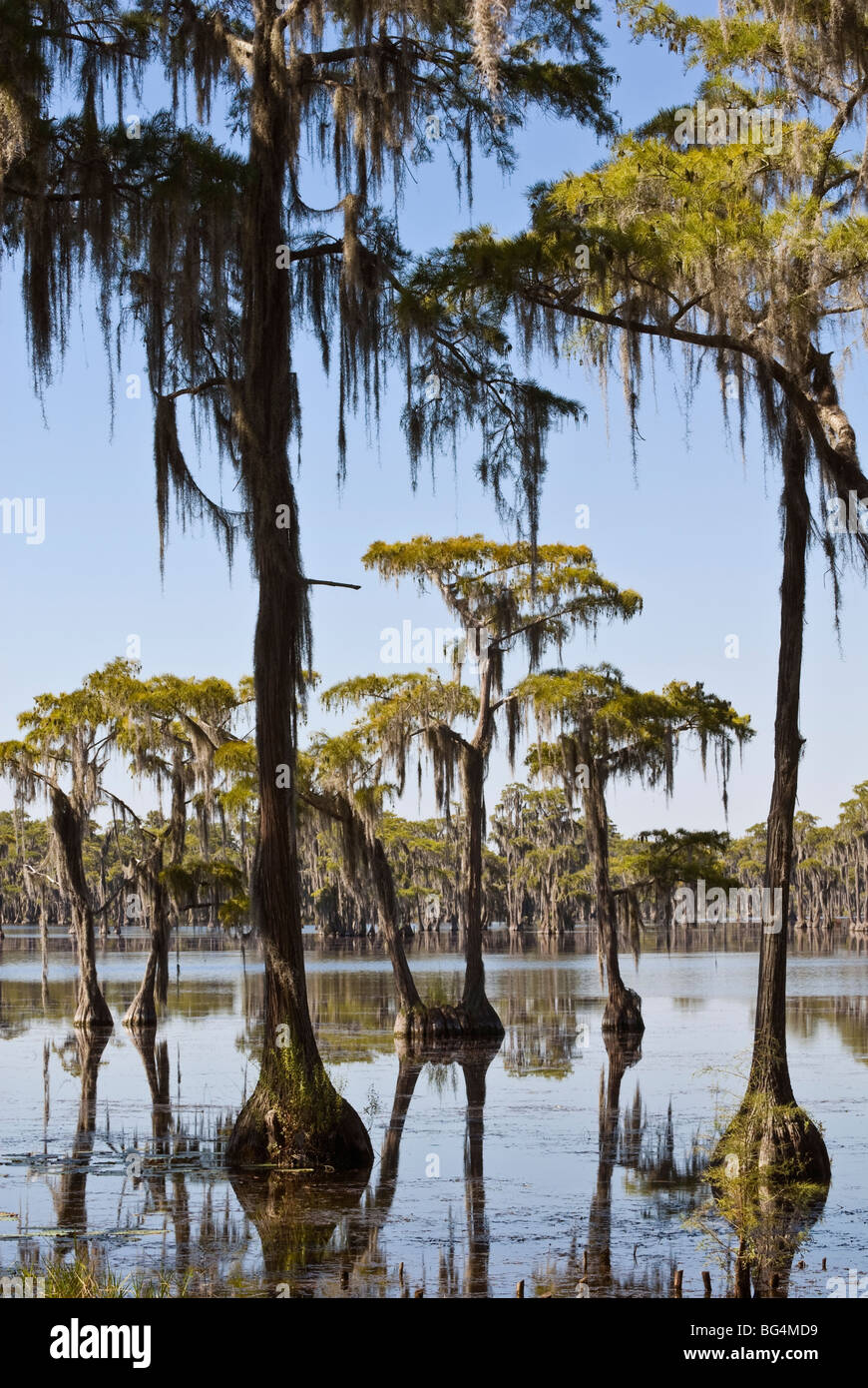 Cypress trees in Southeast Georgia, USA Stock Photo